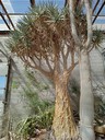 Kokerboom