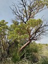 Manzanita Tree