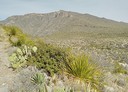 McKittrick Canyon Nature Trail