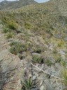 Lechuguilla