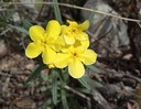 Parks' Stoneseed