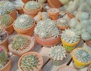 Bach's Greenhouse
