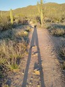 Long Shadows