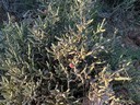 Christmas Cholla