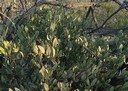 Jojoba Shrub
