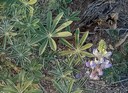 Desert Lupine