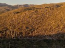 Foothills View