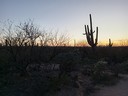 Cactus Silhouette