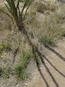 Ocotillo