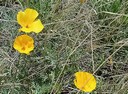 Yellow Poppy Flowers