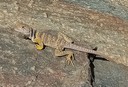 Sonoran Collared Lizard
