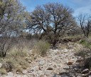 Desert Stream Bed